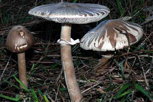 lepiota excoriata